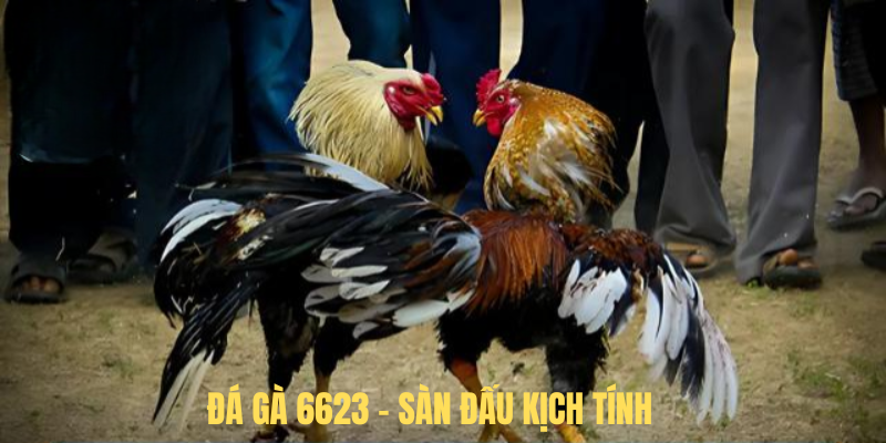 Đá Gà 6623 – Sàn Đấu Kịch Tính, Trải Nghiệm Cá Cược Đỉnh Cao